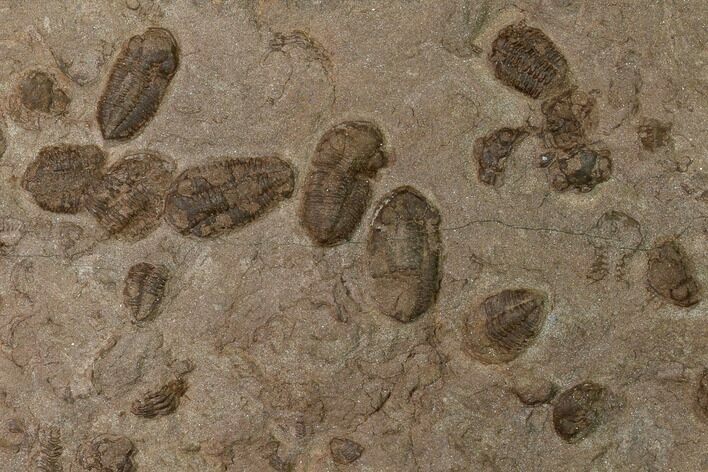 Ordovician Trilobite Mortality Plate - Tafraoute, Morocco #165239